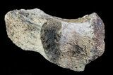 Triceratops Bone Section - North Dakota #73933-2